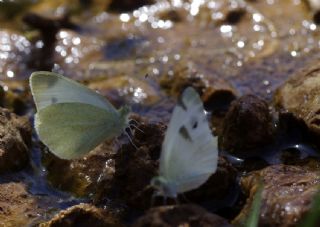 Da Beyazmelei (Pieris ergane)