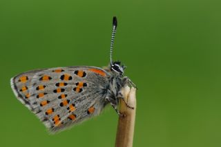 Akbes Gelincii (Tomares nesimachus)