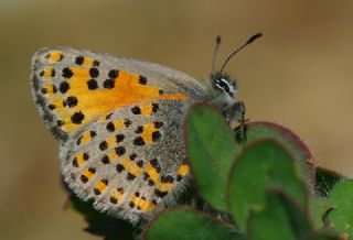 Akbes Gelincii (Tomares nesimachus)