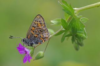 Akbes Gelincii (Tomares nesimachus)