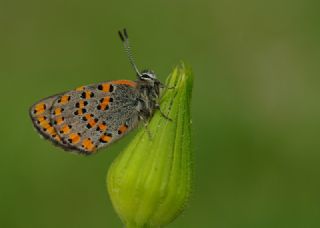 Akbes Gelinci�i&nbsp;(Tomares&nbsp;nesimachus)