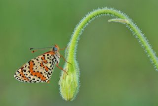 Benekli parhan (Melitaea didyma)