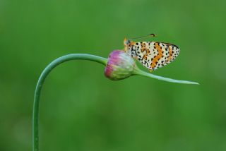 Benekli parhan (Melitaea didyma)