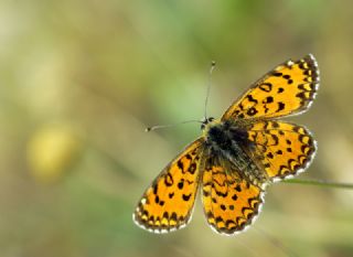Gzel parhan (Melitaea trivia)