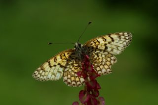 Cezayirli parhan (Melitaea ornata)