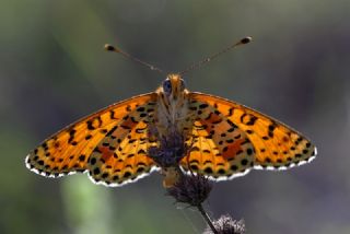 Benekli parhan (Melitaea didyma)
