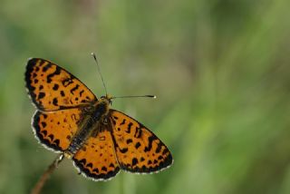 Benekli parhan (Melitaea didyma)