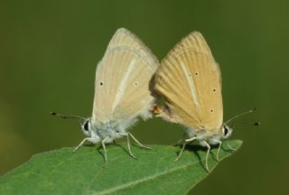 okgzl Anadolu Beyaz (Polyommatus menalcas)