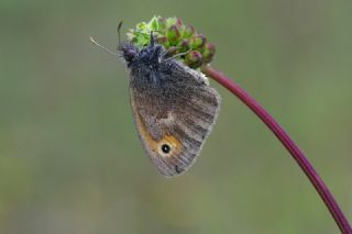 Kk Zpzp Perisi (Coenonympha pamphilus)