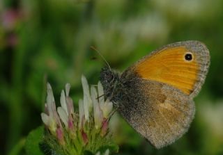 Kk Zpzp Perisi (Coenonympha pamphilus)