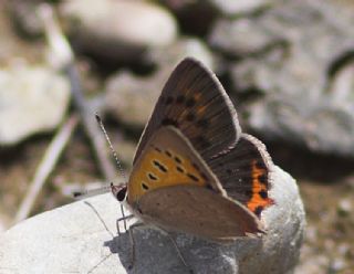 Benekli Bakr Gzeli (Lycaena phlaeas)