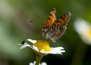 okgzl Esmer (Aricia agestis)