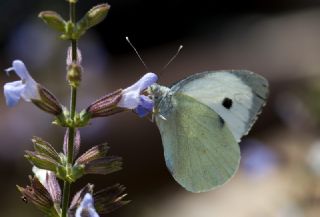 Byk Beyazmelek  (Pieris brassicae)