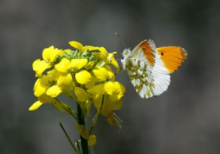 Byk Beyazmelek  (Pieris brassicae)