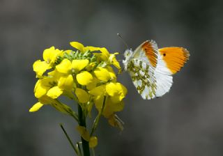 Turuncu Ssl (Anthocharis cardamines)