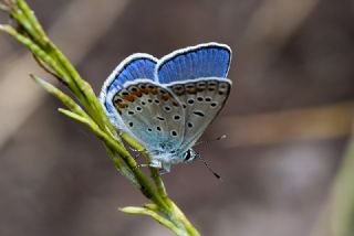 okgzl Mavi (Polyommatus icarus)