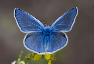 okgzl Mavi (Polyommatus icarus)