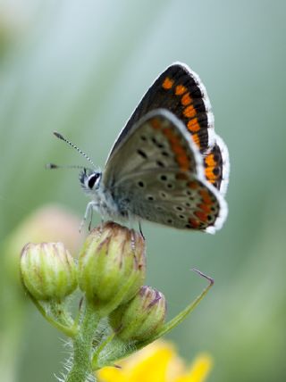 okgzl Esmer (Aricia agestis)