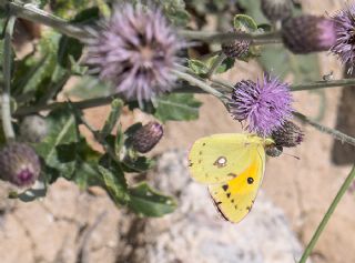 Sar Azamet (Colias croceus)