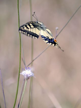 Krlangkuyruk (Papilio machaon)