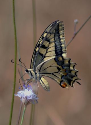 Krlangkuyruk (Papilio machaon)