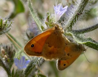 Kk Zpzp Perisi (Coenonympha pamphilus)