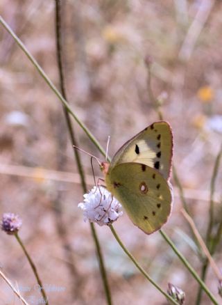 Gzel Azamet (Colias alfacariensis)
