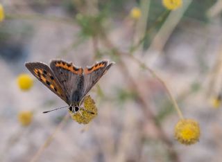 Benekli Bakr Gzeli (Lycaena phlaeas)