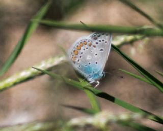 okgzl Mavi (Polyommatus icarus)