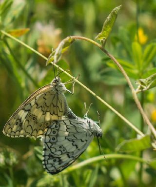 Anadolu Melikesi (Melanargia larissa)