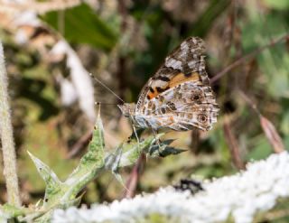 Diken Kelebei (Vanessa cardui)