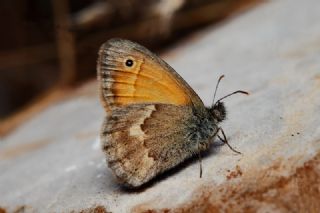 Kk Zpzp Perisi (Coenonympha pamphilus)