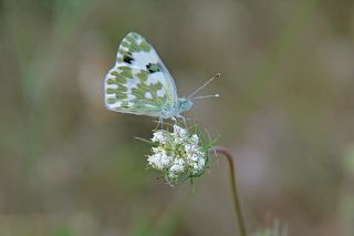 Yeni Beneklimelek (Pontia edusa)