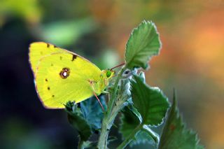 Sar Azamet (Colias croceus)