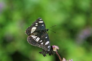 Akdeniz Hanmeli Kelebei (Limenitis reducta)