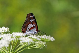 Akdeniz Hanmeli Kelebei (Limenitis reducta)