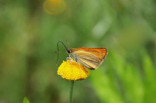 Sar Antenli Zpzp (Thymelicus sylvestris)