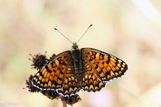 Benekli Byk parhan (Melitaea phoebe)