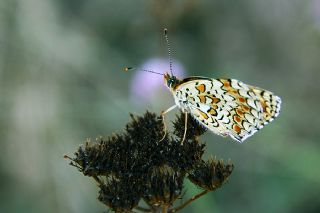 Benekli Byk parhan (Melitaea phoebe)