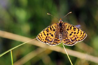 Benekli Byk parhan (Melitaea phoebe)