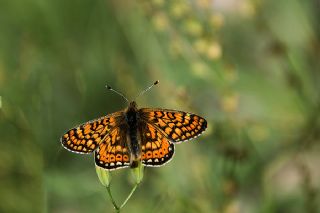 Nazuum (Euphydryas aurinia)