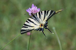 Erik Krlangkuyruk (Iphiclides podalirius)