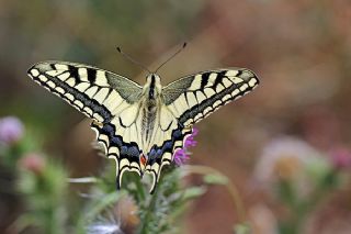 Krlangkuyruk (Papilio machaon)