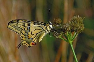 Krlangkuyruk (Papilio machaon)