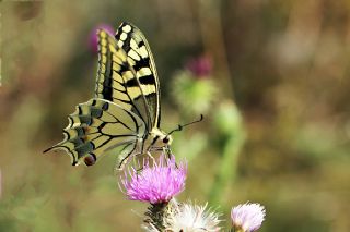 Krlangkuyruk (Papilio machaon)