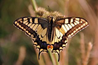Krlangkuyruk (Papilio machaon)
