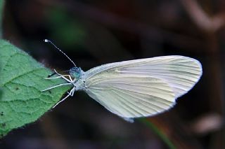 Narin Orman Beyaz (Leptidea sinapis)