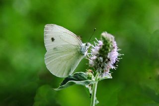 Yalanc Beyazmelek (Pieris pseudorapae)