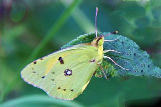 Sar Azamet (Colias croceus)