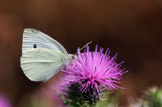 Kk Beyazmelek (Pieris rapae)